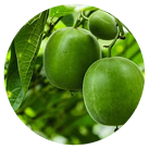 Monk fruit